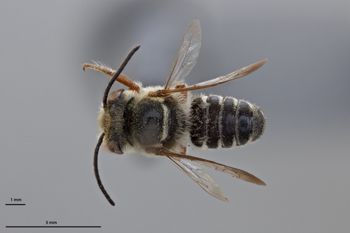 Media type: image;   Entomology 788850 Aspect: habitus dorsal view